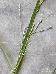 Panicum dichotomiflorum