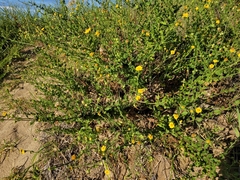 Heterotheca subaxillaris