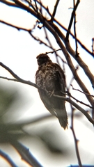 Parabuteo unicinctus unicinctus