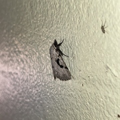 Herminodes concatenalis