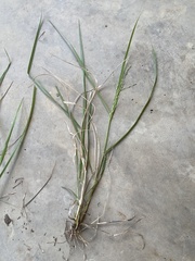 Panicum dichotomiflorum
