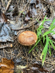 Gyroporus castaneus