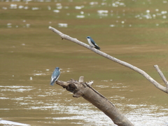 Tachycineta albilinea