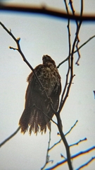 Parabuteo unicinctus unicinctus