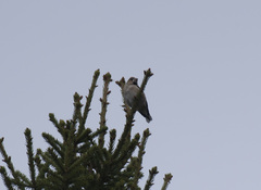 Coccothraustes coccothraustes