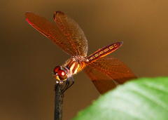 Perithemis domitia