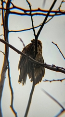 Parabuteo unicinctus unicinctus