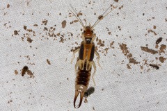 Labidura truncata