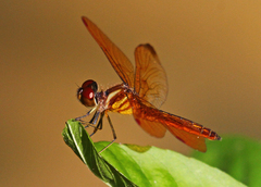 Perithemis domitia