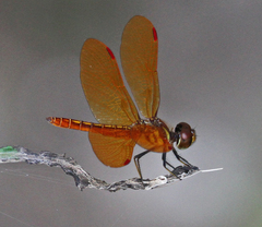 Perithemis domitia