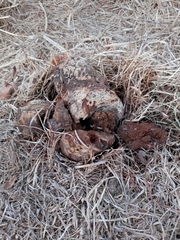 Pisolithus tinctorius