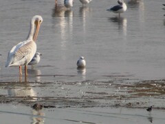 Larus delawarensis