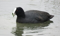 Fulica atra australis
