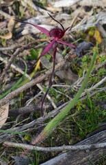 Caladenia cruciformis