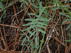 Astragalus miser