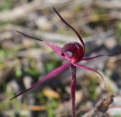 Caladenia cruciformis