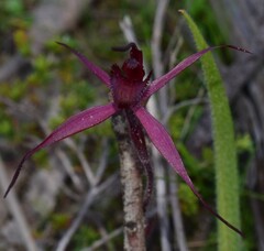 Caladenia cruciformis