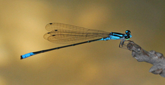 Acanthagrion quadratum