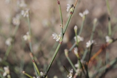Eriogonum baileyi