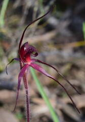 Caladenia cruciformis