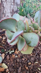 Crassula arborescens arborescens