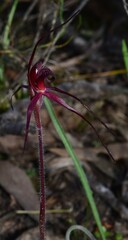 Caladenia cruciformis