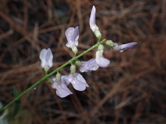 Astragalus miser