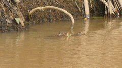 Caiman crocodilus
