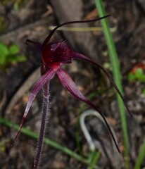 Caladenia cruciformis