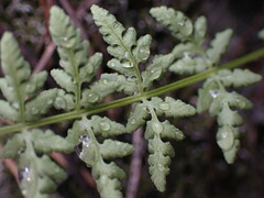 Woodsia oregana
