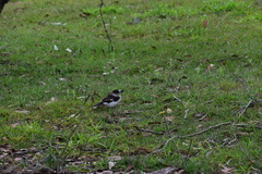 Cracticus nigrogularis