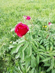 Paeonia officinalis