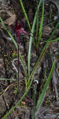 Caladenia cruciformis