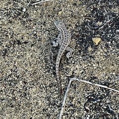 Uta stansburiana elegans