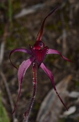 Caladenia cruciformis