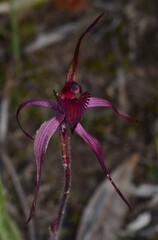 Caladenia cruciformis