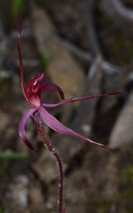 Caladenia cruciformis