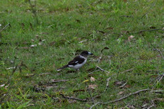 Cracticus nigrogularis