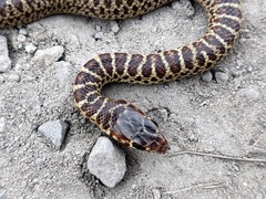Coluber constrictor mormon