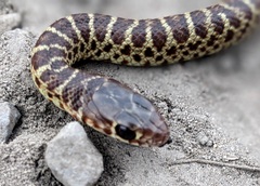 Coluber constrictor mormon