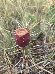 Opuntia phaeacantha