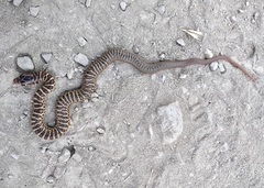 Coluber constrictor mormon