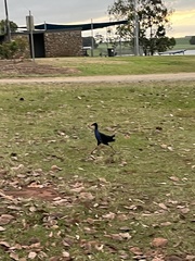 Porphyrio melanotus