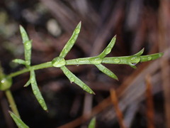 Lomatium