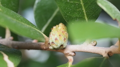 Andricus quercusfoliatus