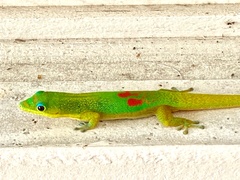 Phelsuma laticauda