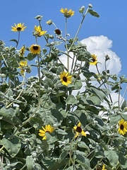 Helianthus argophyllus