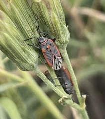 Melacoryphus nigrinervis