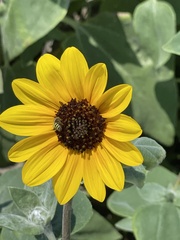 Helianthus argophyllus