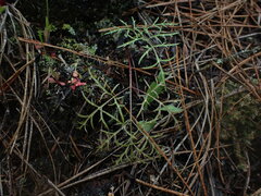 Lomatium